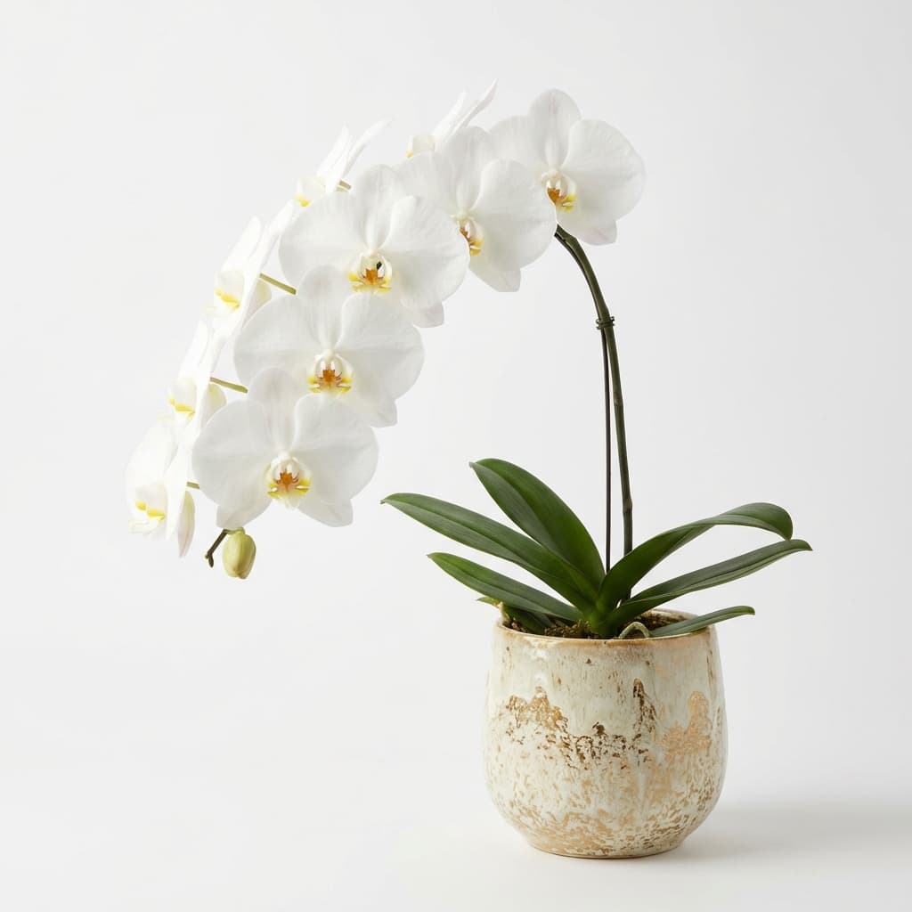 Orquídea Phalaenopsis Branca